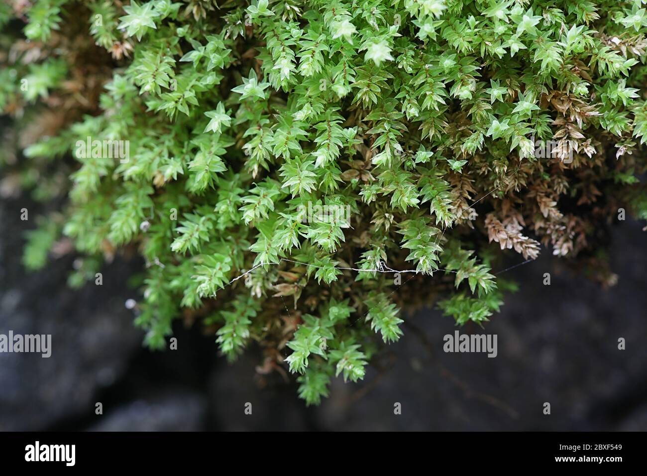 Mnium stellare, known as the starry thyme-moss or stellar calcareous moss Stock Photo