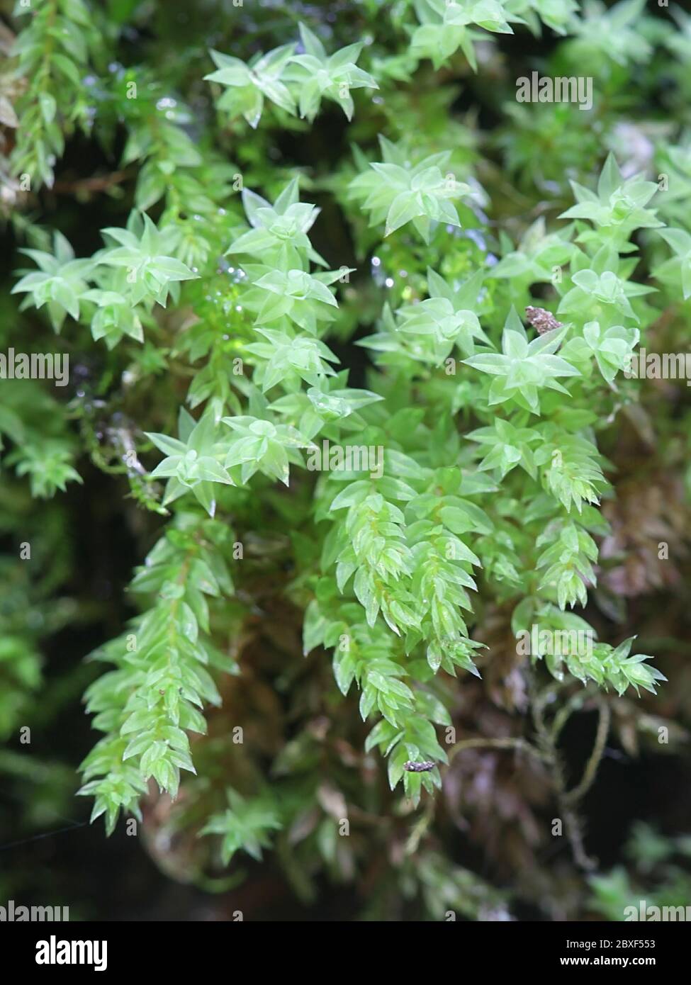 Mnium stellare, known as the starry thyme-moss or stellar calcareous moss Stock Photo
