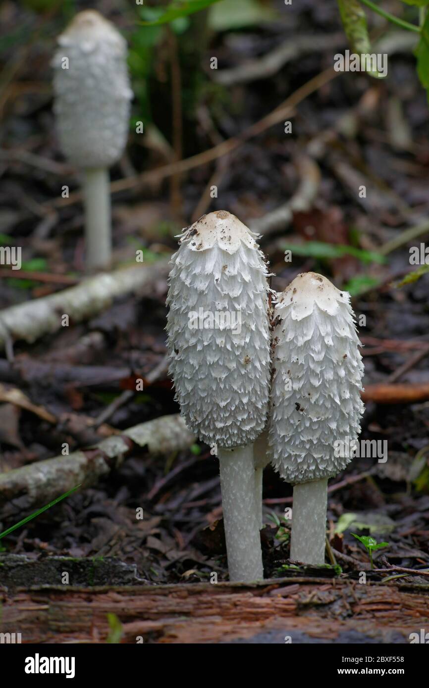 Coprinus comatus, the shaggy ink cap, lawyer's wig, or shaggy mane, wild mushroom from Finland Stock Photo