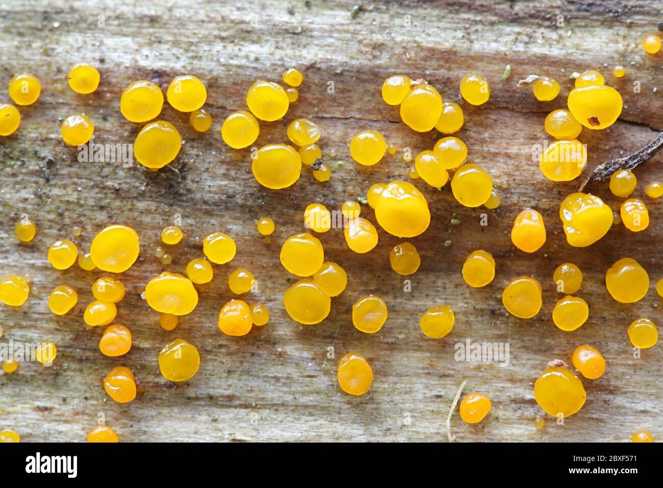 Dacrymyces capitatus, jellyspot fungus from Finland Stock Photo