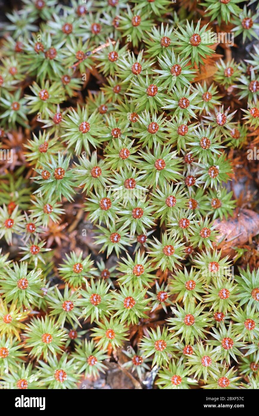 Pogonatum urnigerum, commonly called urn haircap or  pogonatum moss Stock Photo