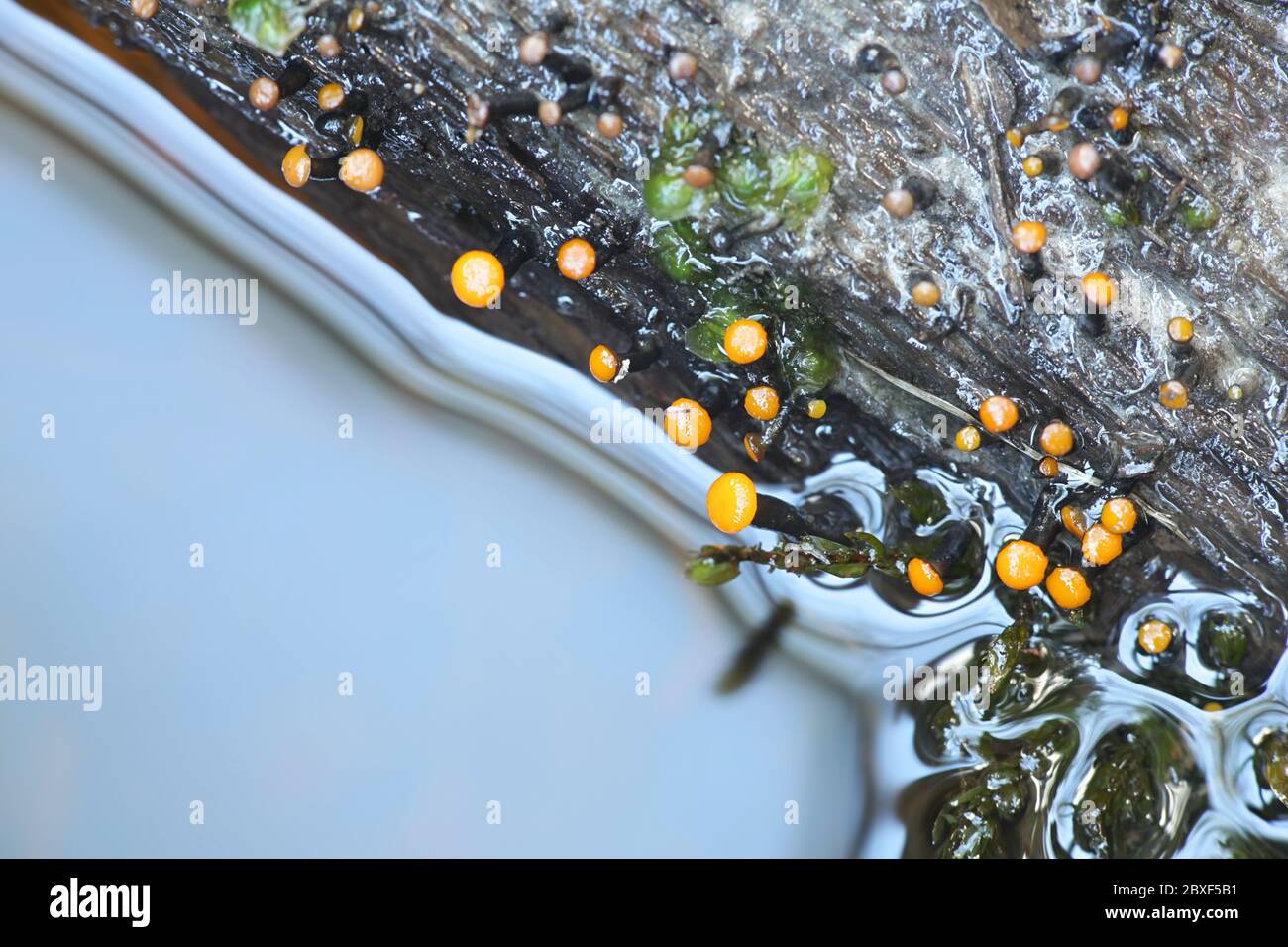 Vibrissea truncorum, a submerged water fungus growing in forest streams Stock Photo Alamy