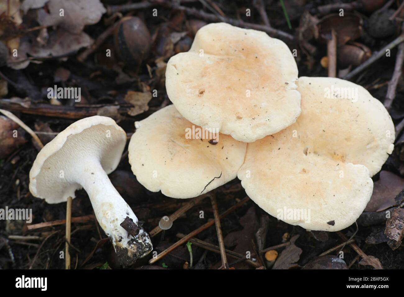 Hydnum repandum, commonly known as the sweet tooth, wood hedgehog or hedgehog mushroom, wild tooth fungus from Finland Stock Photo