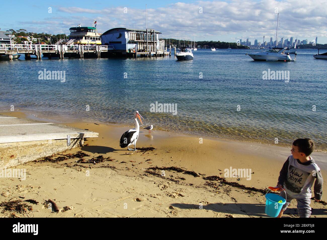 Watsons Bay Beach with assertive Pelican defending its Patch Stock Photo