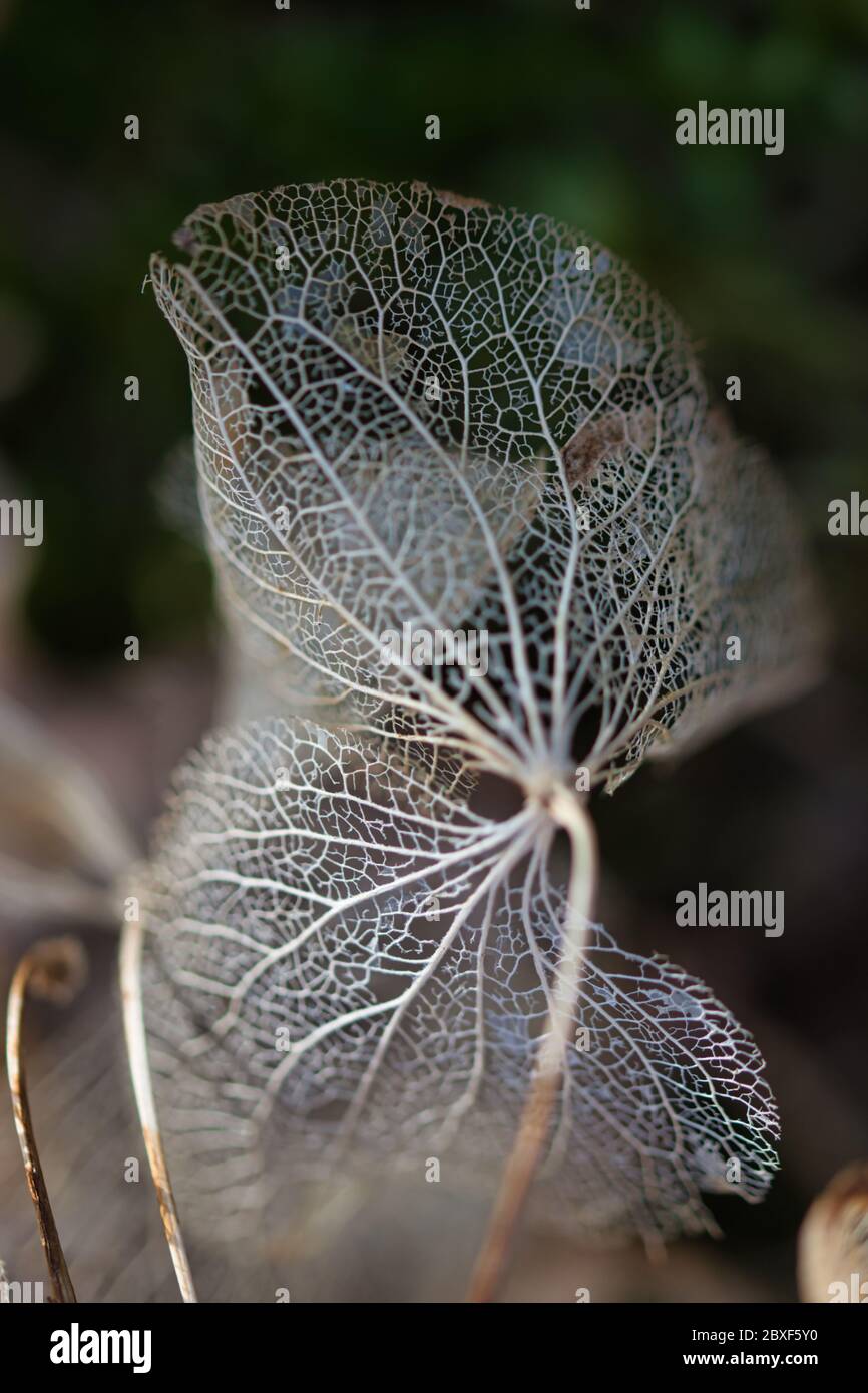 Dried, perforated hydrangea leaves on blurred background, light and shadows contrast, a concept for ageing, fading away and fragility of life Stock Photo
