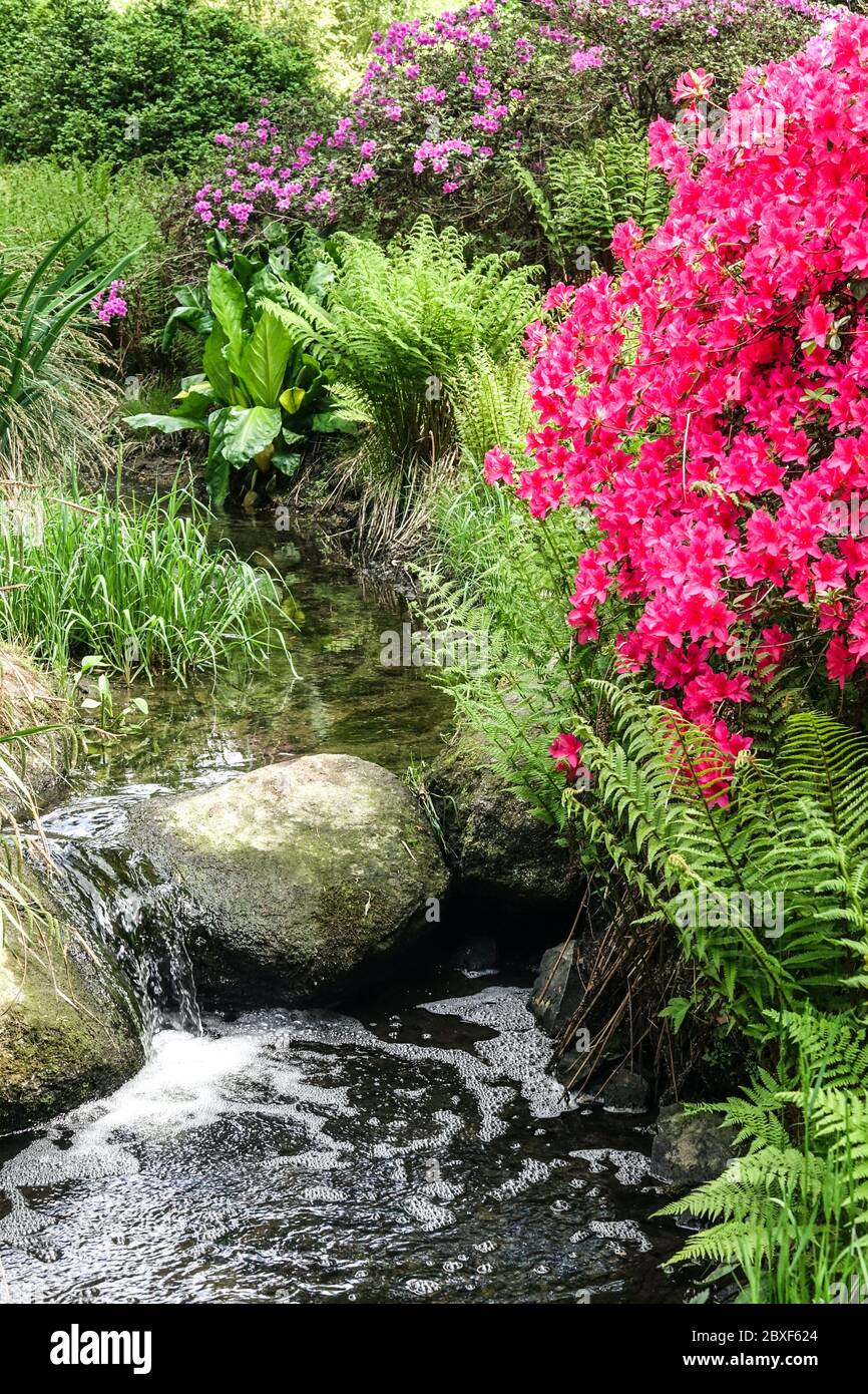 Flowing water in the garden spring, the banks of the garden stream with flowering rhododendrons, ferns stream Czech Republic Stock Photo