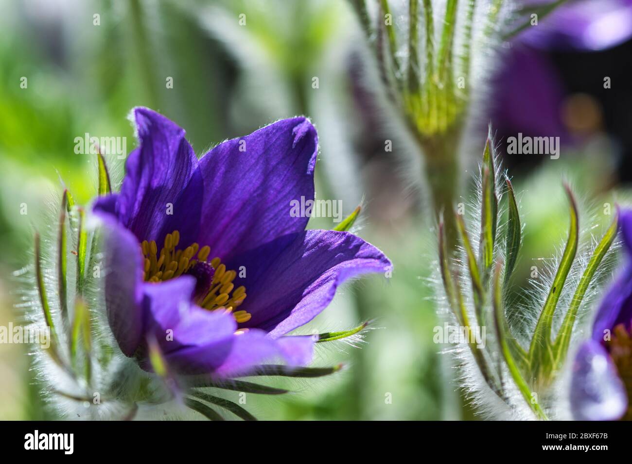Purple soft and hairy pulsatilla pasqueflower bell shaped sepals close up in the rays of setting sun in the early spring garden Stock Photo