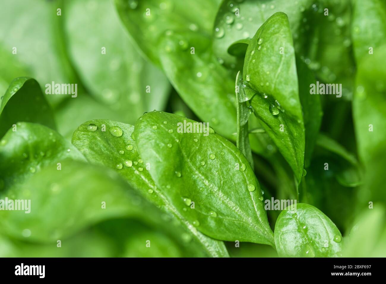 Spinach baby leaf growing in the spring garden, fresh green leaves with water drops on, close up, healthy organic food and self sufficency concept Stock Photo