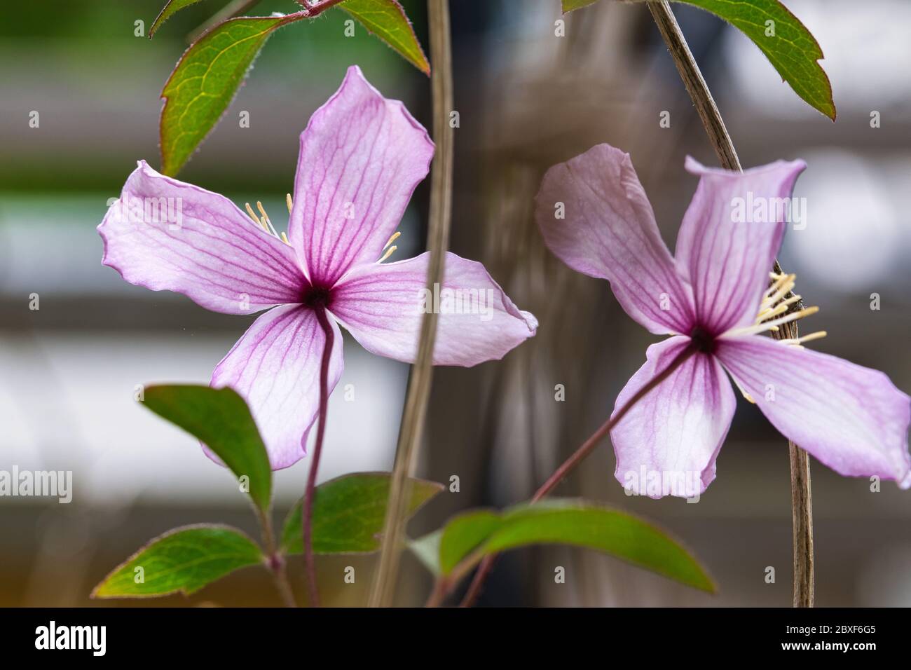 Four Petal Flowers High Resolution Stock Photography and Images Alamy