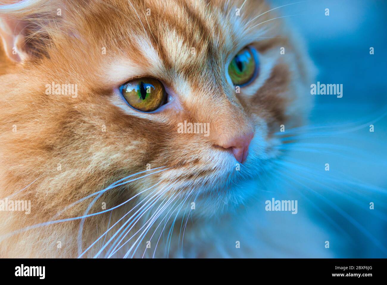Ginger red long haired tabby cat with green orange eyes, detailed close up portrait of cats face, eyes, nose and whiskers, blurred blue background, Stock Photo