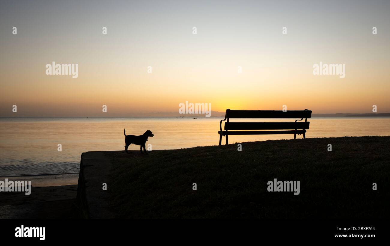 Dog and empty beach bench at sunrise Stock Photo