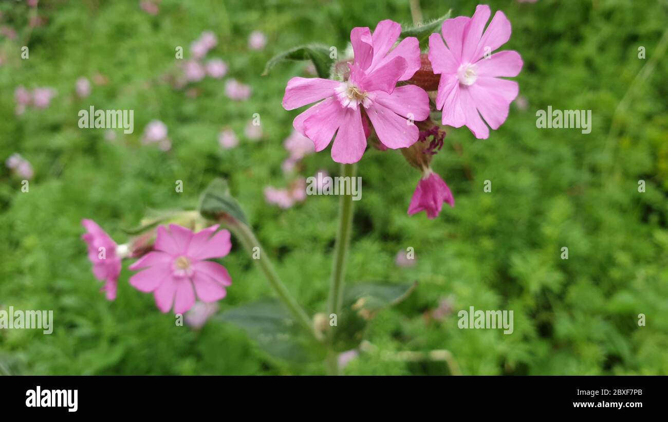 Pink wild flowers Stock Photo - Alamy