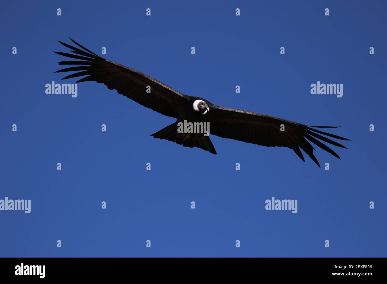 The Flight of the Condor View from Canyon De Colca Stock Photo - Alamy