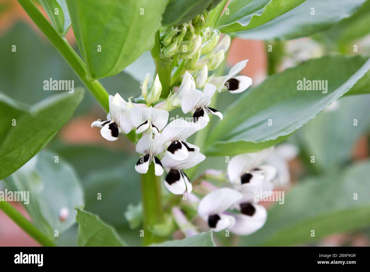 Broad bean plant hires stock photography and images Alamy