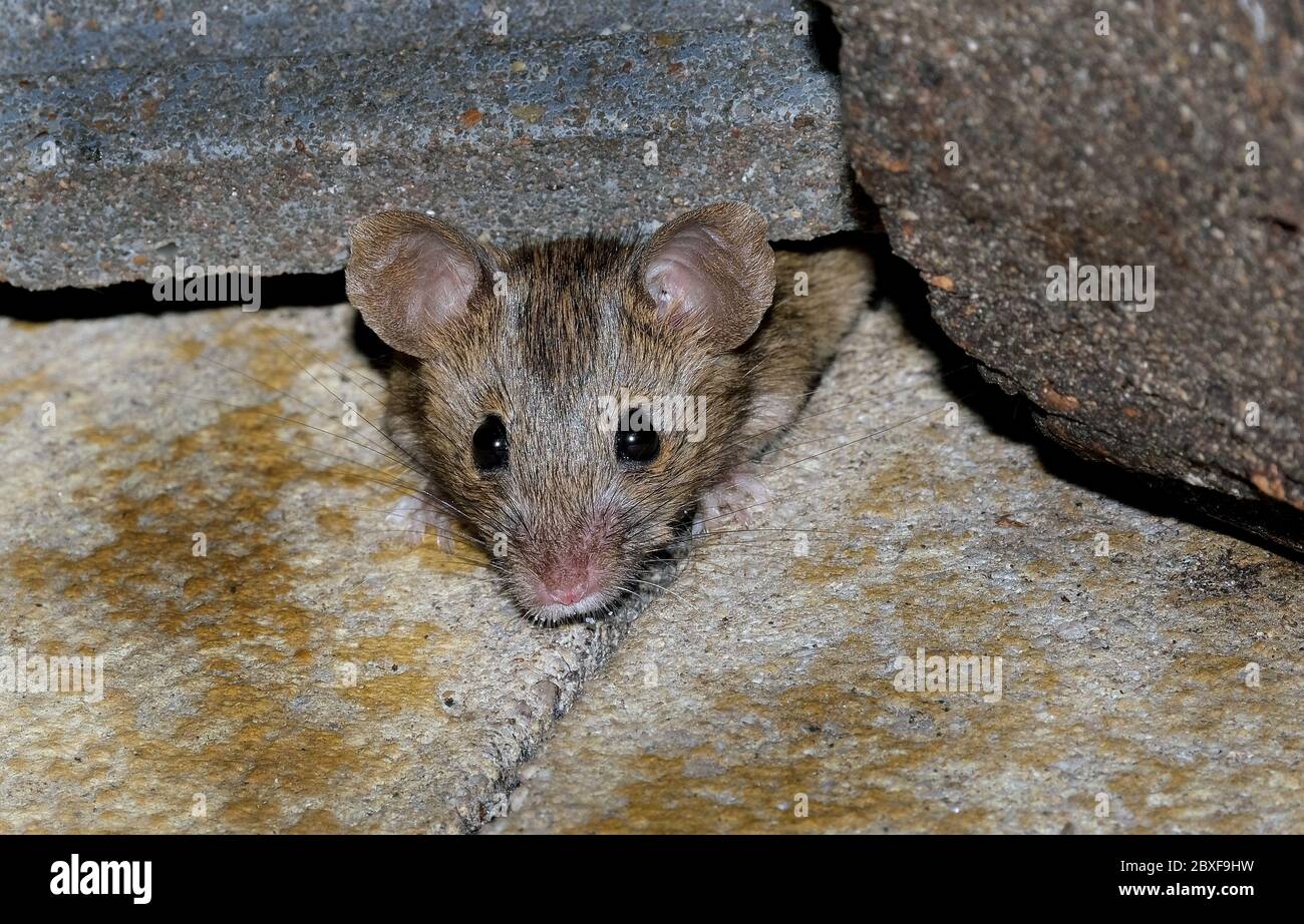 House mouse searching for food in urban house garden. Stock Photo