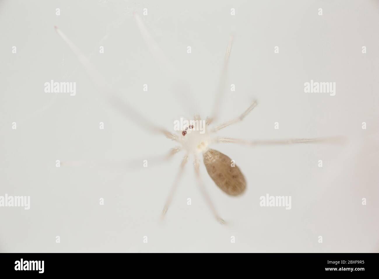 Newly emerged Daddy long-legs spider, Pholcus phalangioides, in a home. North Dorset England UK GB Stock Photo