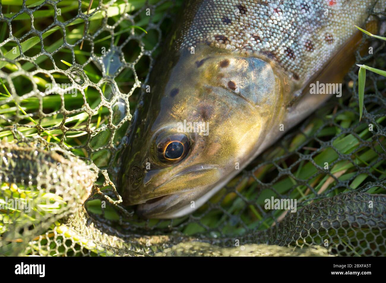 A wild brown trout, Salmo trutta, caught dry flyfishing using a mayfly imitation during a mayfly hatch. Dorset England UK GB Stock Photo
