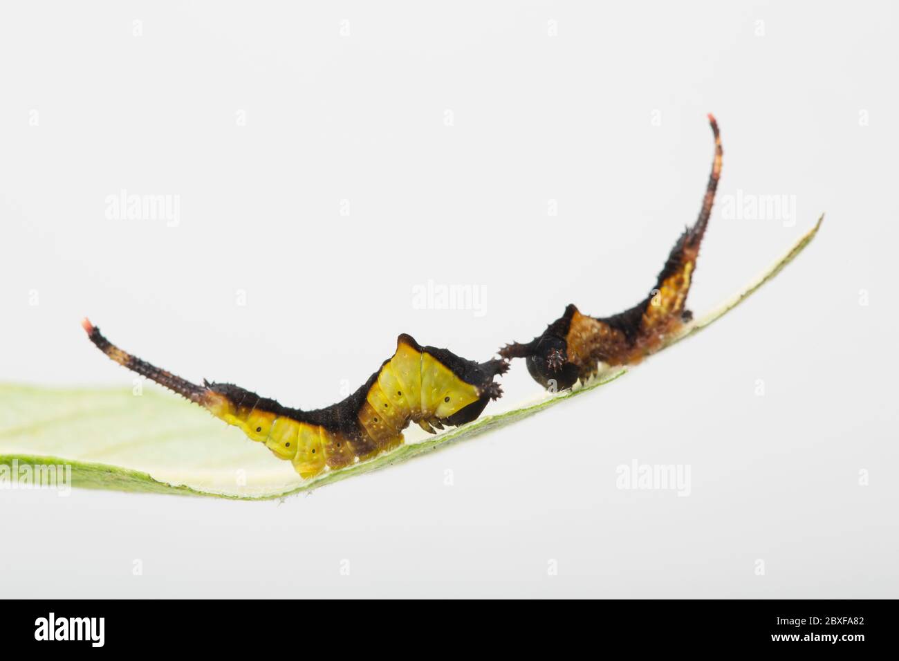 Two juvenile Puss moth caterpillars, Cerula vinula, resting on their