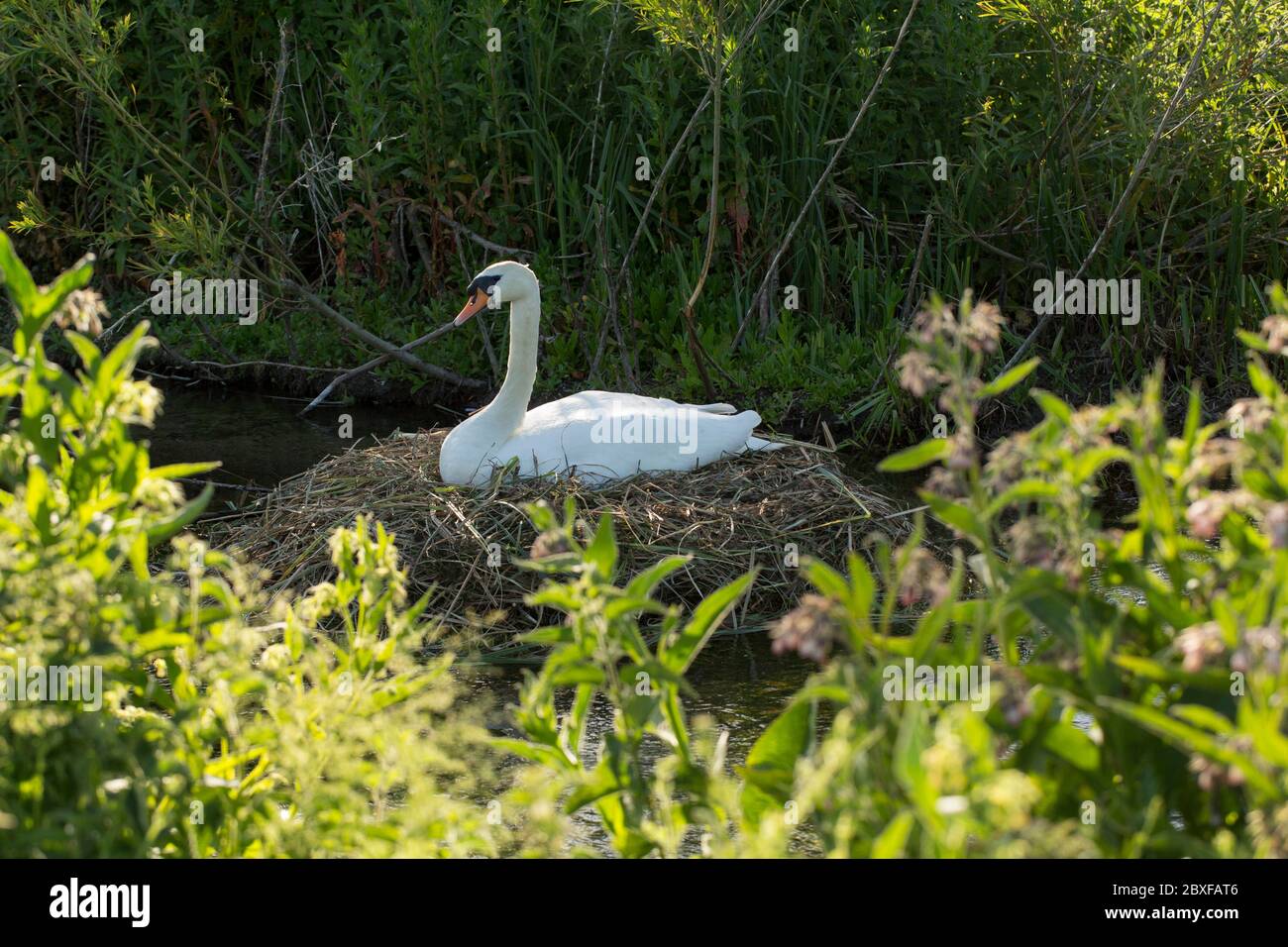 A Mute swan, Cygnus olor, on its nest in a river. Dorset England UK GB Stock Photo