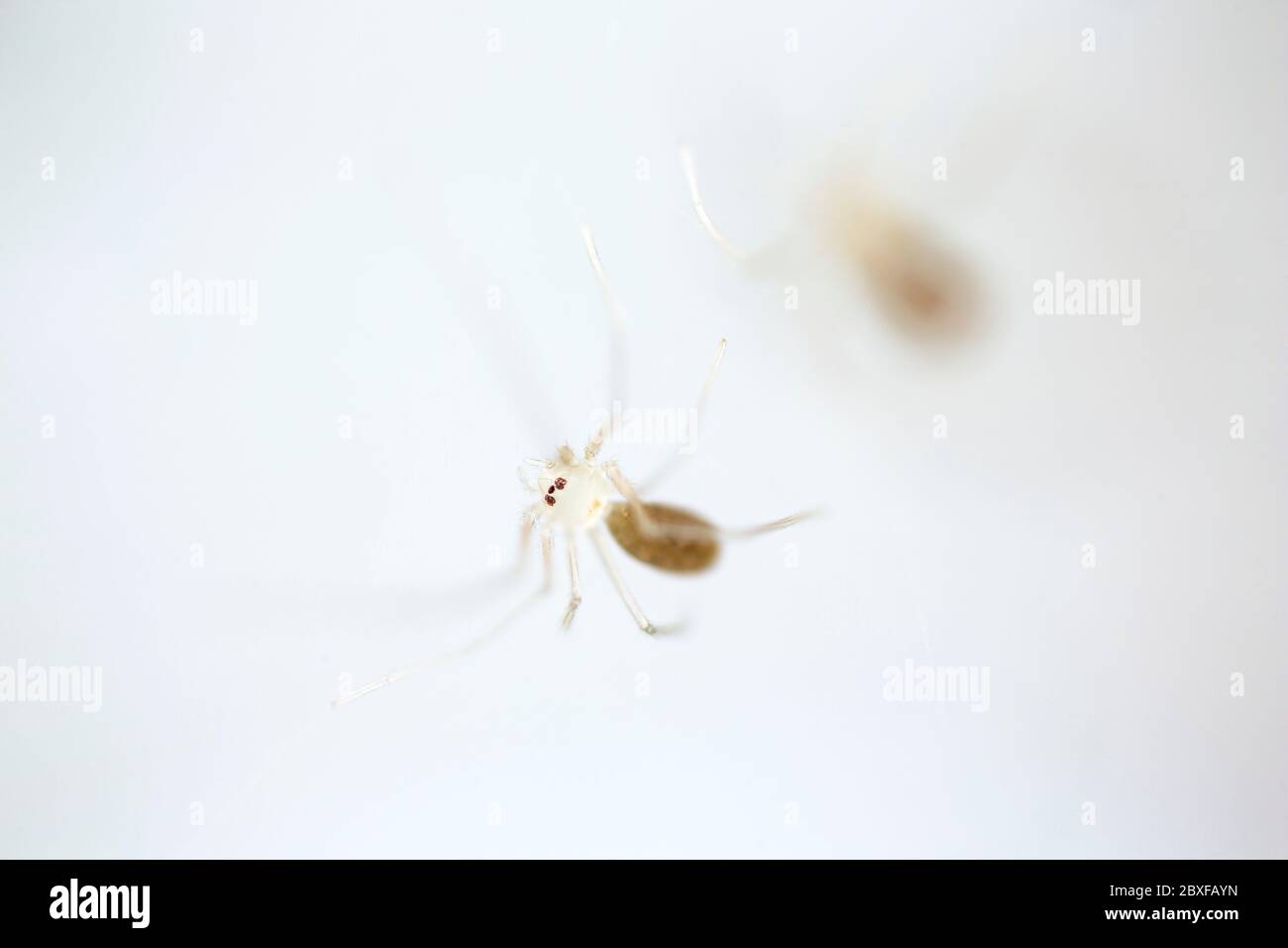 Newly emerged Daddy long-legs spiders, Pholcus phalangioides, in a home. North Dorset England UK GB Stock Photo