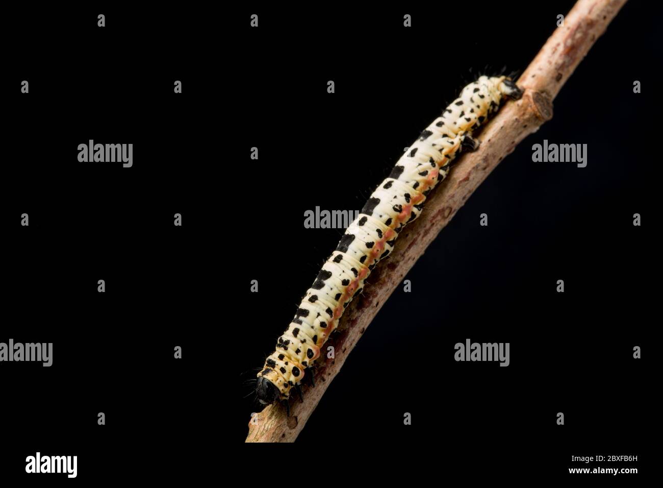 An example of the caterpillar, or larva, of the Magpie moth, Abraxas grossulariata, photographed in a studio against a black background before release Stock Photo