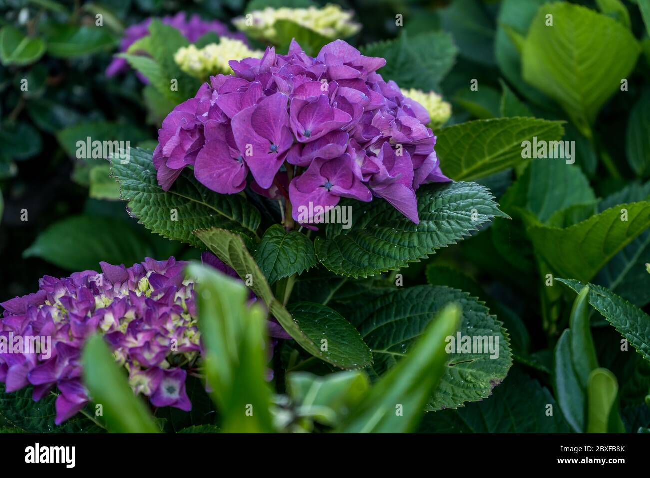 Hortensia in the garden. pink color. Spring fashion. Green leaf Stock ...