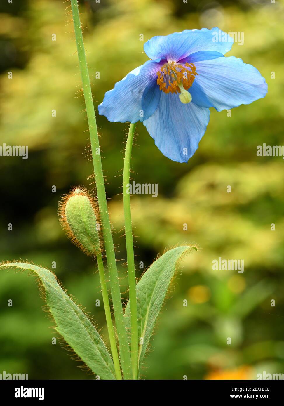 A closeup of the blue flower of Meconopsis Grandis. Stock Photo