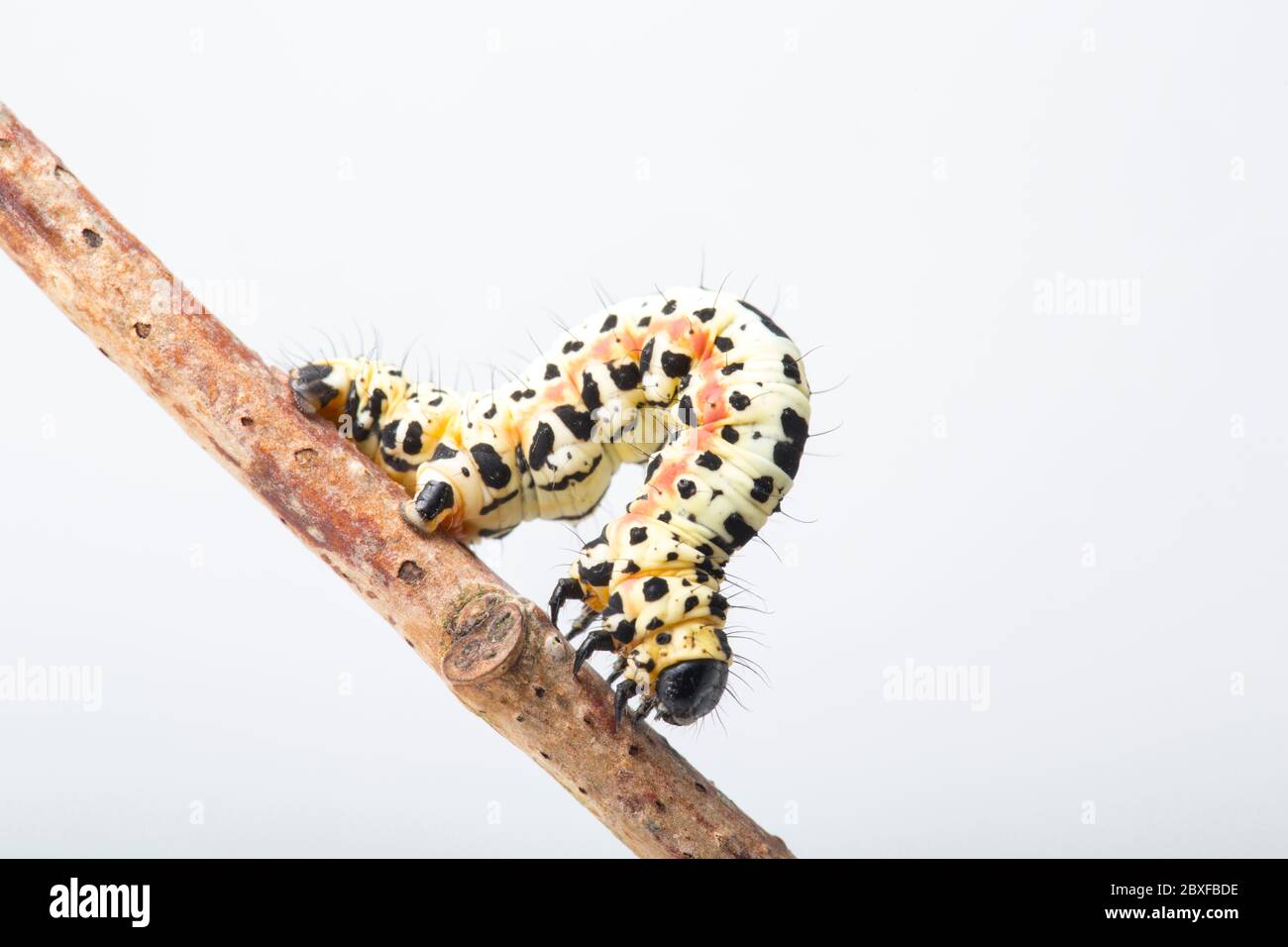 An example of the caterpillar, or larva, of the Magpie moth, Abraxas grossulariata, photographed in a studio against a white background before release Stock Photo