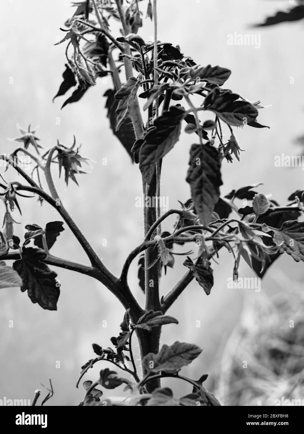 abstract black and white picture with tomato seedlings in a greenhouse and various shade, suitable for background Stock Photo