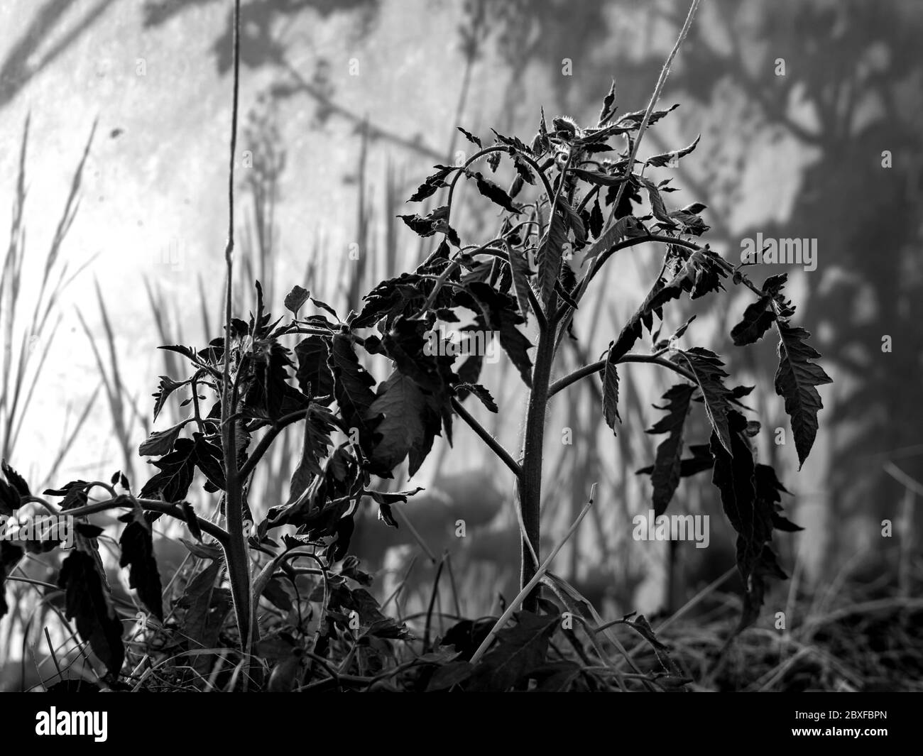 abstract black and white picture with tomato seedlings in a greenhouse and various shade, suitable for background Stock Photo