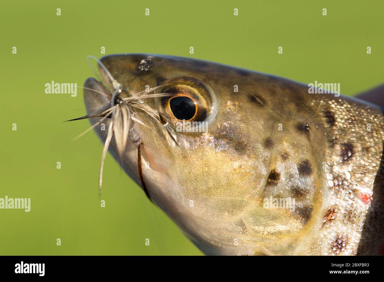 A wild brown trout, Salmo trutta, caught dry flyfishing using a mayfly imitation during a mayfly hatch. Dorset England UK GB Stock Photo