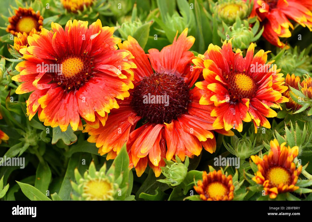 The vibrant flowers of Gaillardia Sunset Flash. Stock Photo