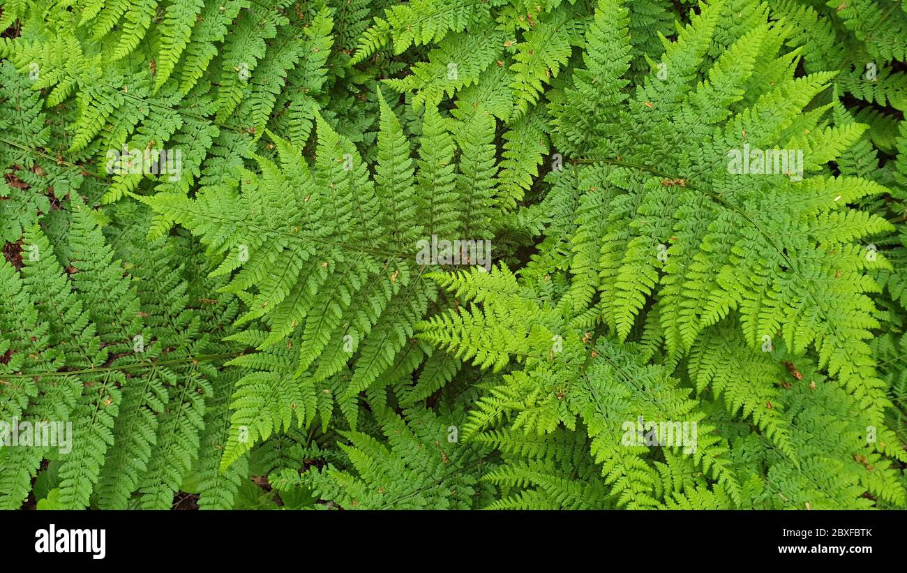 Dense thicket of ferns hi-res stock photography and images - Alamy