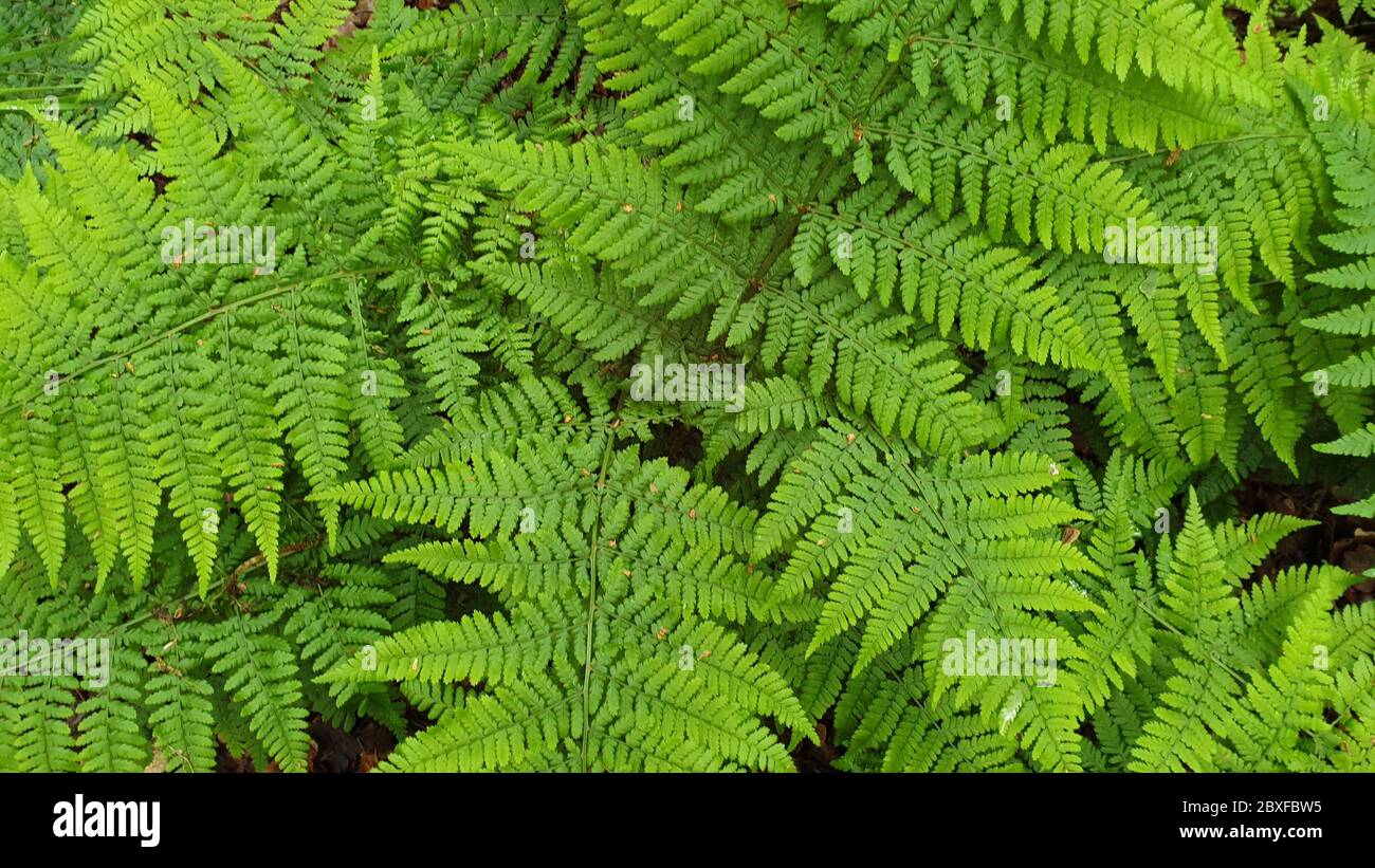 Dense thicket of ferns hi-res stock photography and images - Alamy