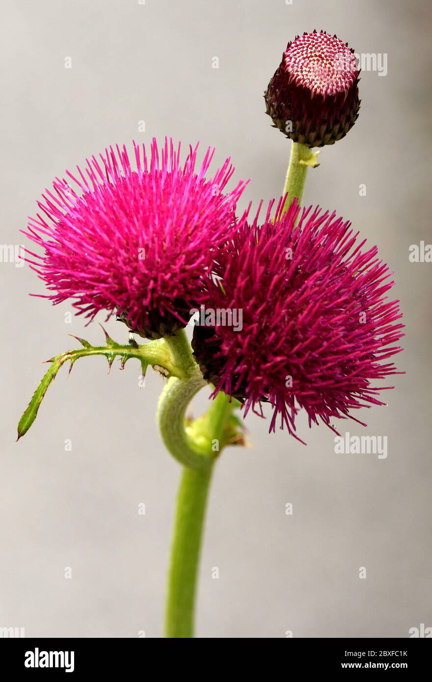 The red flower of a Plume Thistle in closeup. Stock Photo