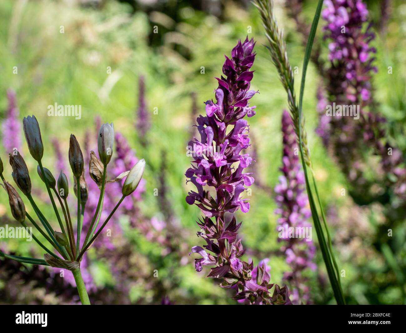 Florence flowers in spring in Madrid's parks Stock Photo