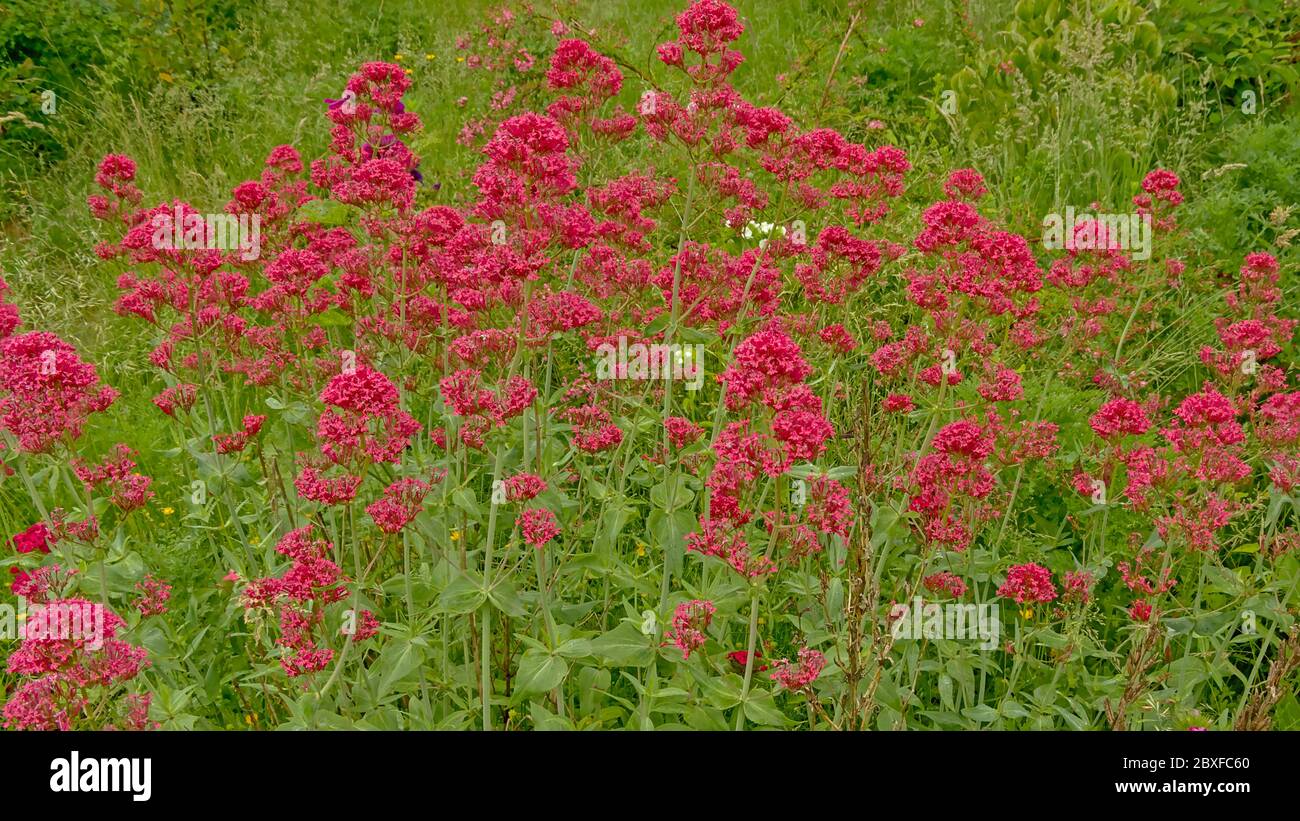 red valerian flowers in the garden - Centranthus ruber Stock Photo