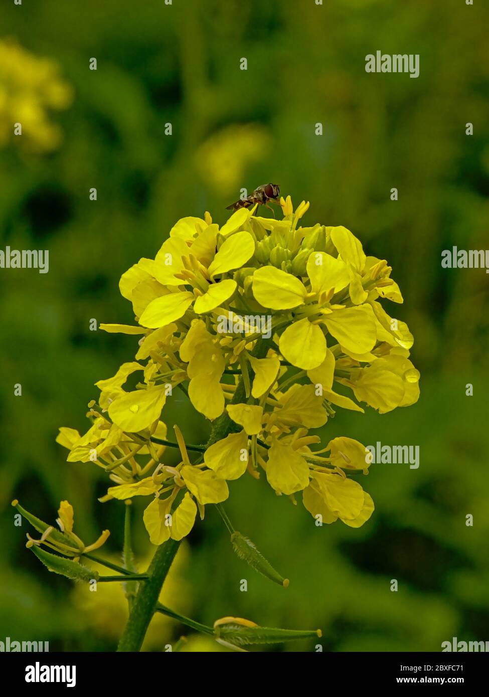 Wild turnip flowers - Brassica rapa oleifera Stock Photo