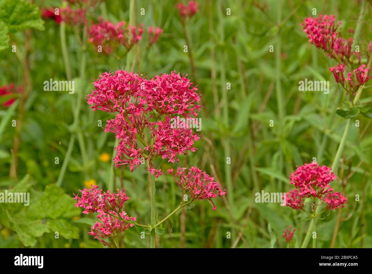red valerian flowers in the garden - Centranthus ruber Stock Photo