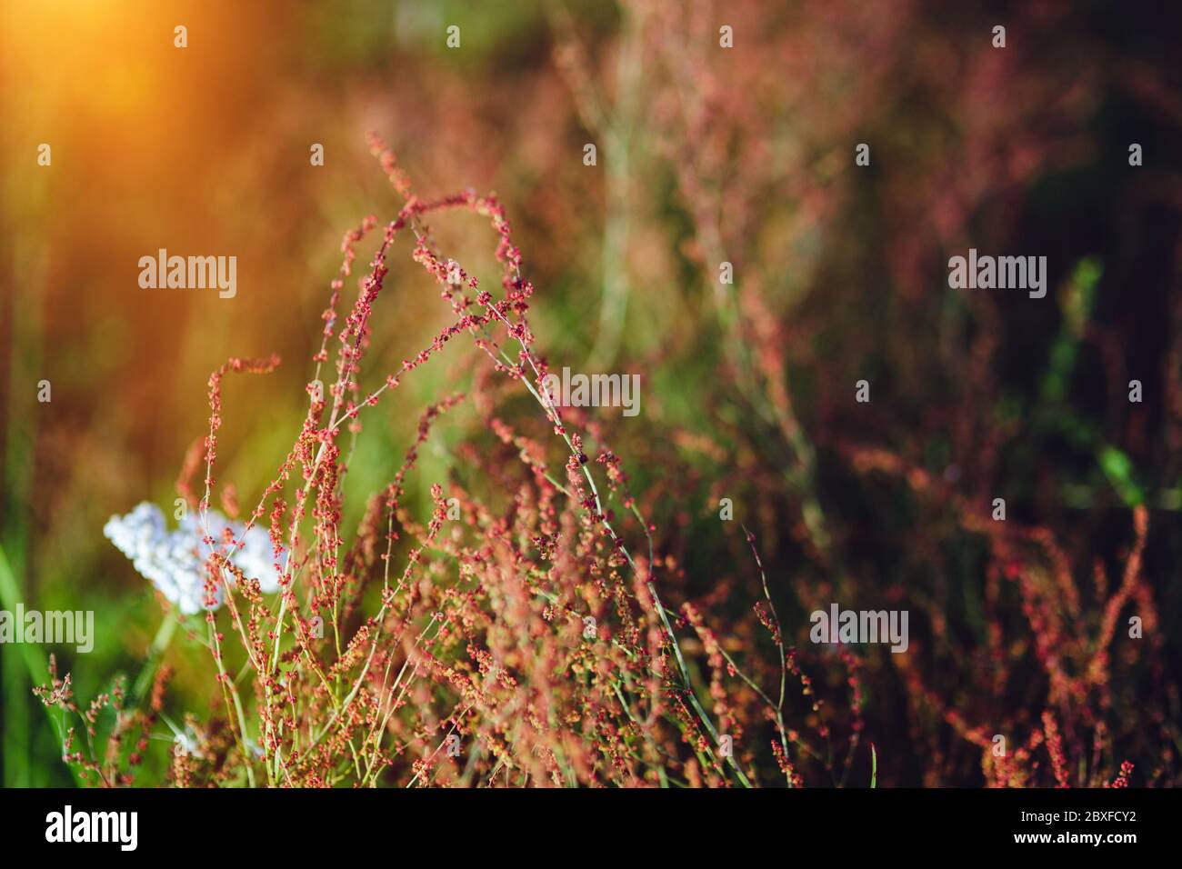 Close up of wild heather. (Calluna vulgaris). Stock Photo