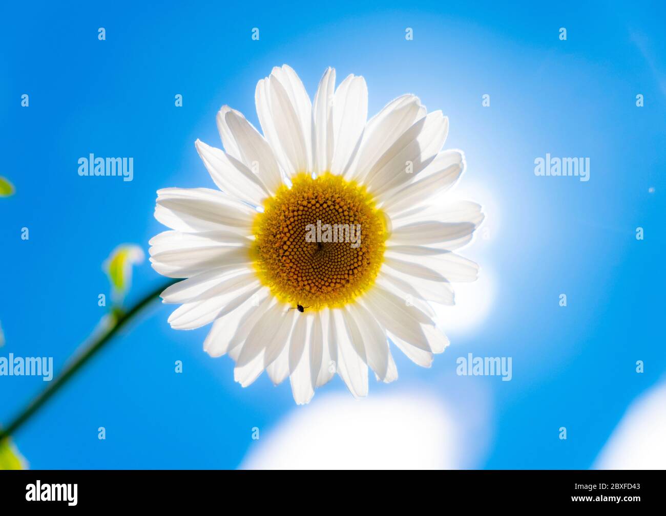 Oxeye daisies with blue background hires stock photography and images