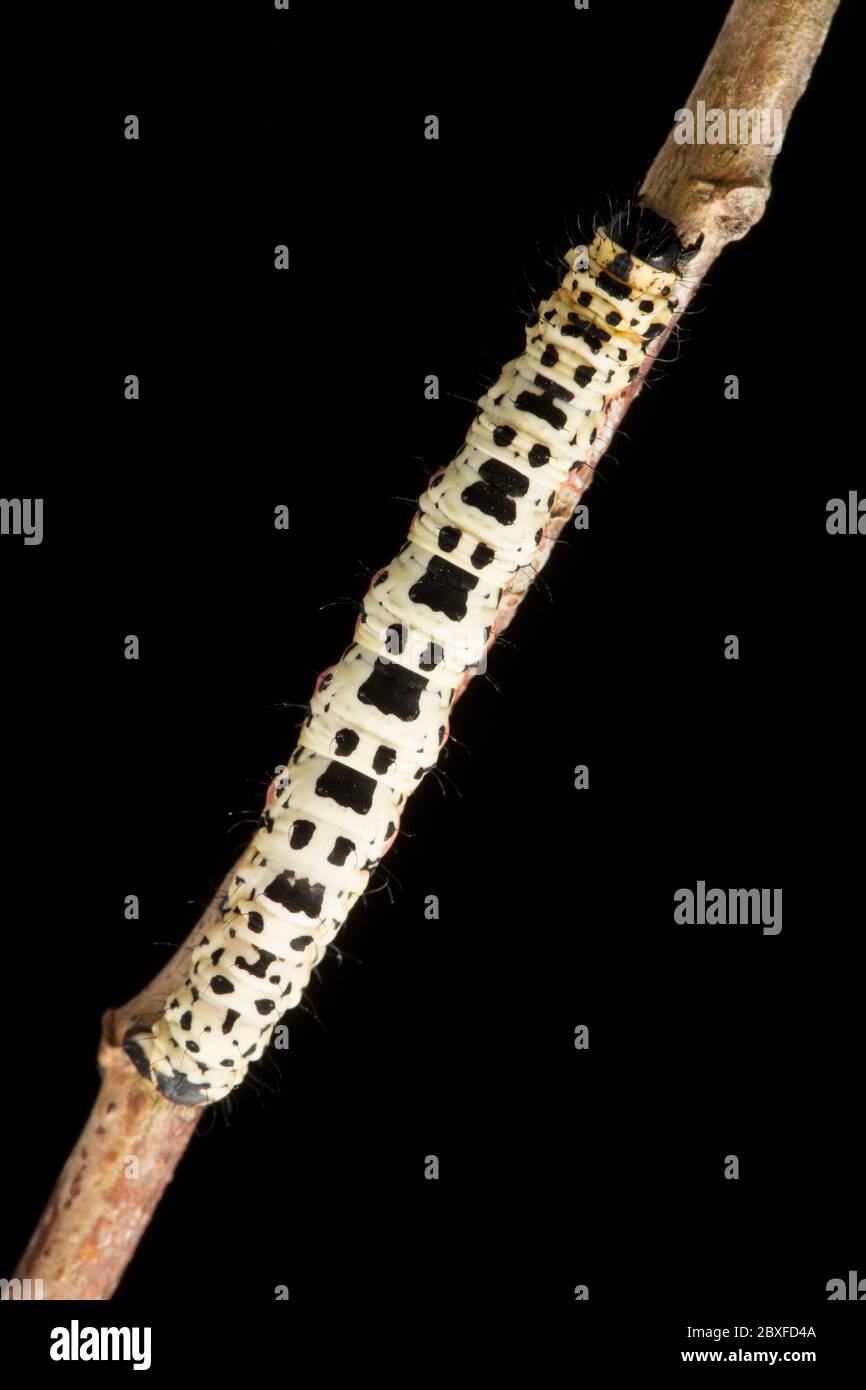 An example of the caterpillar, or larva, of the Magpie moth, Abraxas grossulariata, photographed in a studio against a black background before release Stock Photo