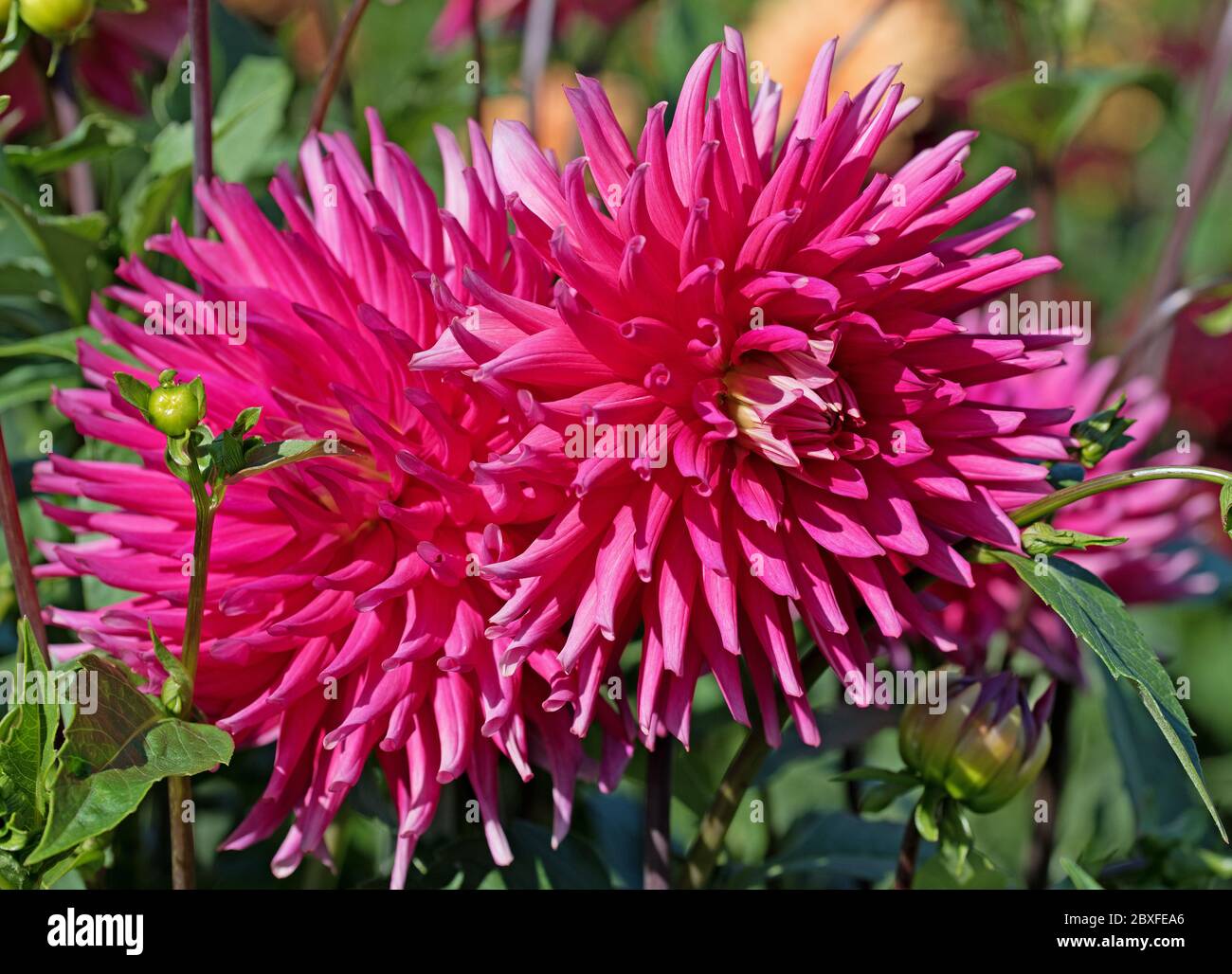 Blooming dahlias in the garden Stock Photo - Alamy