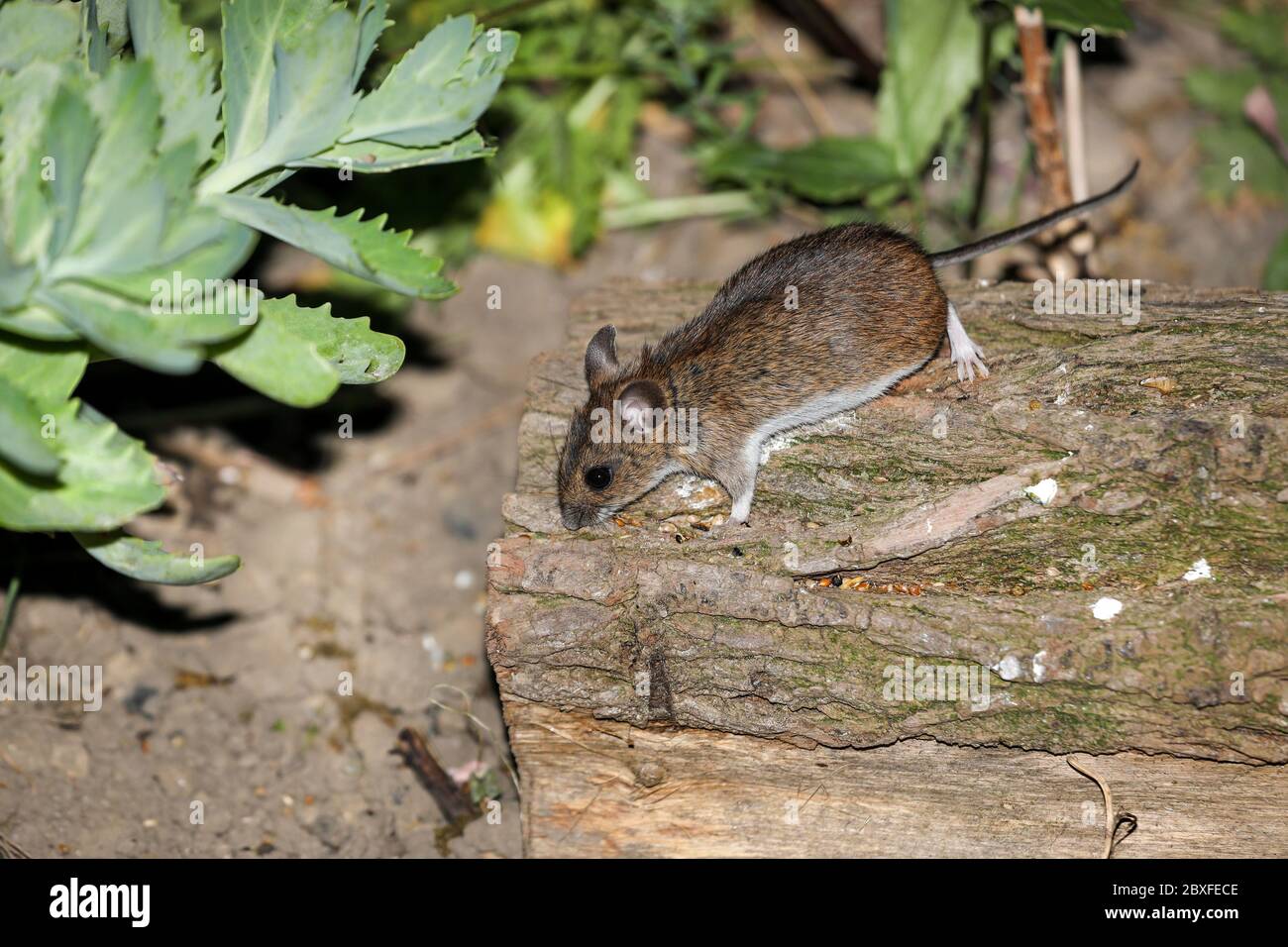 Wood Mouse (Apodemus sylvaticus) in Garden Environment, UK Stock Photo