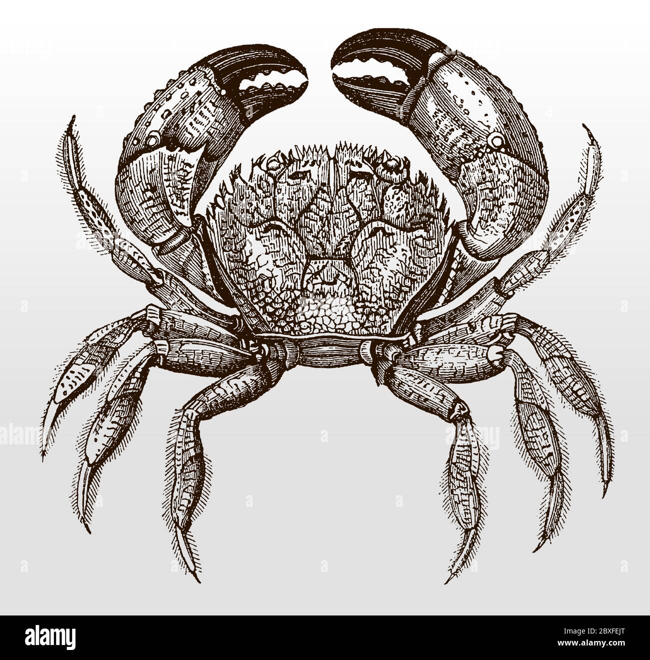 Warty or yellow crab, eriphia verrucosa in top view after an antique illustration from the 19th century Stock Vector