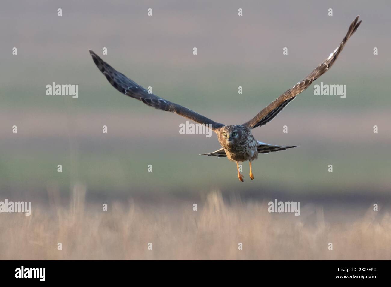 Northern Harrier (Circus cyaneus). Hen Harrier or Northern Harrier is long-winged, long-tailed hawk of open grassland and marshes. Stock Photo