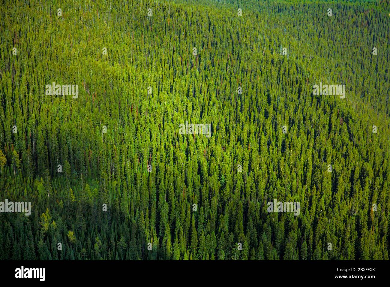 Fir trees texture hi-res stock photography and images - Alamy