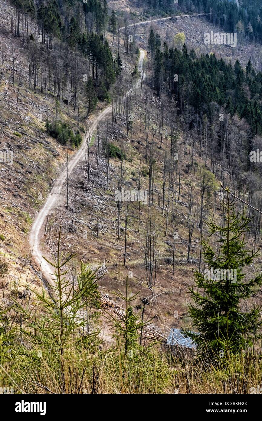 Kohut hill, Stolica mountains, Slovak republic. Forest calamity theme. Seasonal natural scene. Stock Photo