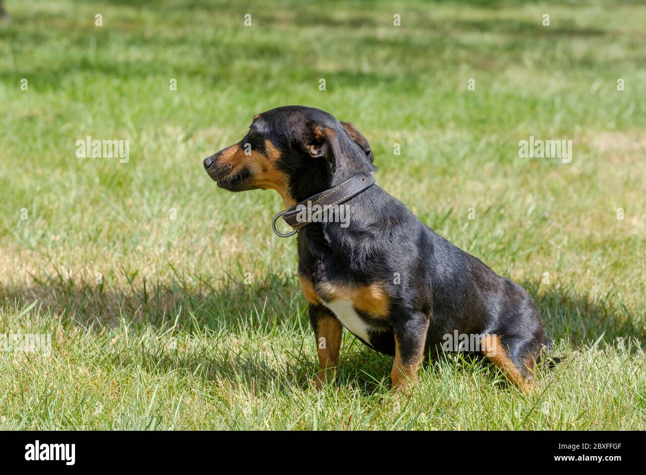Black Tan Jack Russell Terrier High Resolution Stock Photography and Images  - Alamy