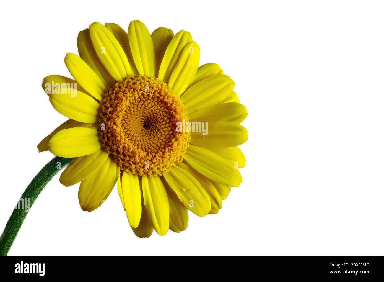 Duck Flower Plantcreaper Verity Big Flowers Stock Photo 1472996495